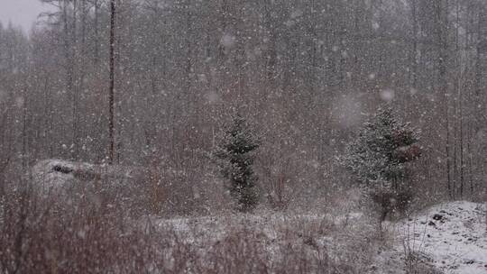 大兴安岭初雪