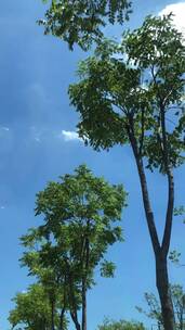 夏日高温蓝天下绿树在风中摇曳