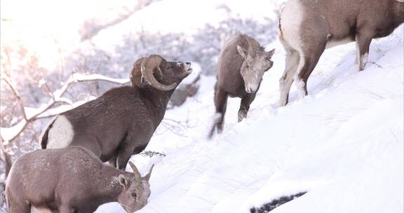 寒冷冬季山羊群雪地觅食