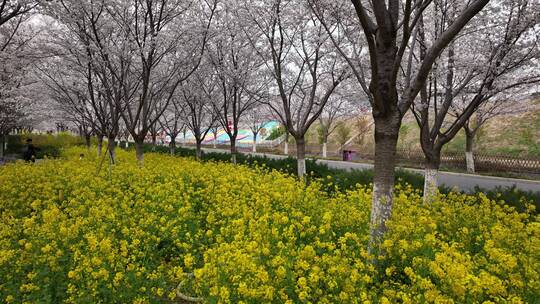 孤柏渡飞黄旅游区樱花园鲜花盛开