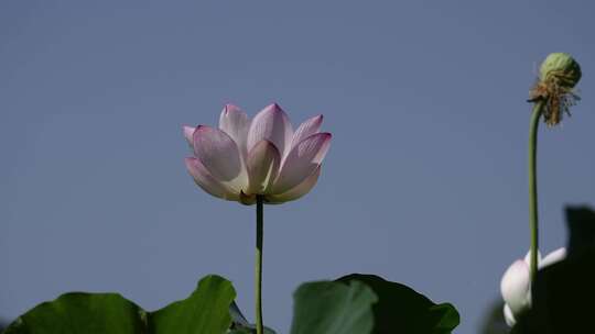 夏天池塘荷花莲花开放夏至立夏