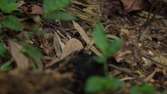 丛林地上的老木头实拍