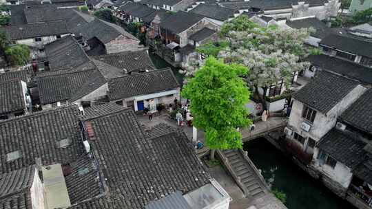 绍兴书圣故里苦楝花开