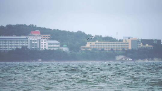 沙滩大海海鸥飞翔