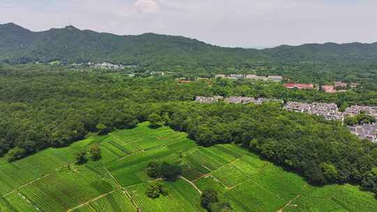 杭州西湖龙井茶园航拍