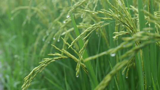 雨天稻田 水稻 稻穗 水稻丰收 水稻生长