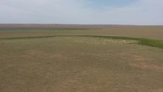 草原羊群马群航拍视频素材模板下载