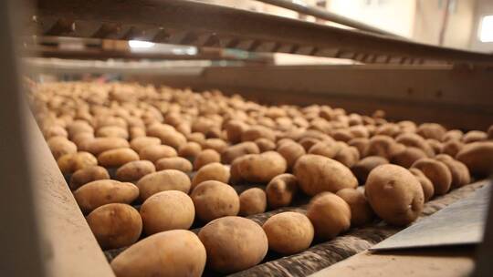 食品生产工厂传送带上的马铃薯