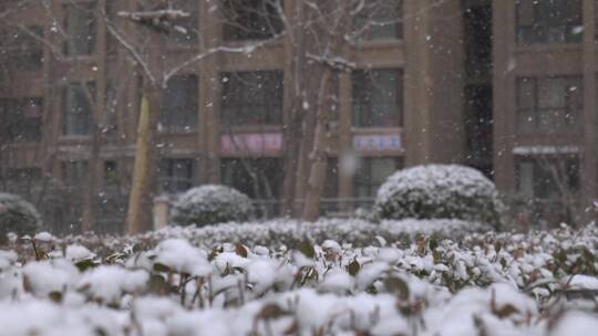 小区下雪空镜升格