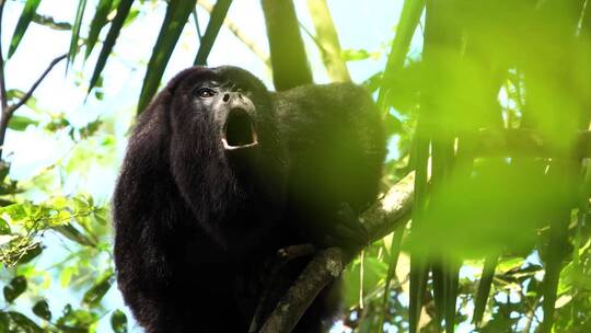雨林中吼猴在树上嚎叫视频素材模板下载