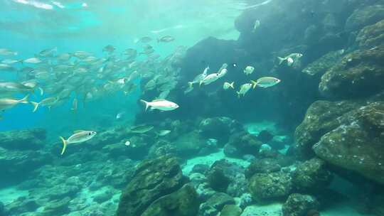 一群鲈鱼在地中海蓝绿色的海水中缓慢游动