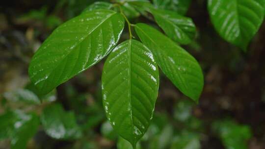海南五指山雨天植物特写慢镜头2