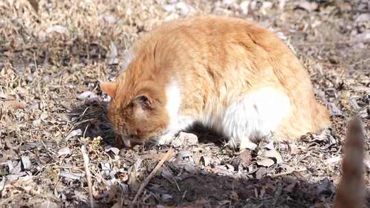 猫咪 小猫 猫 橘猫 动物