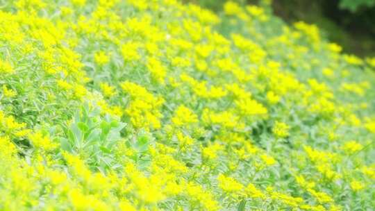 夏天温暖唯美柔光黄色花丛实拍
