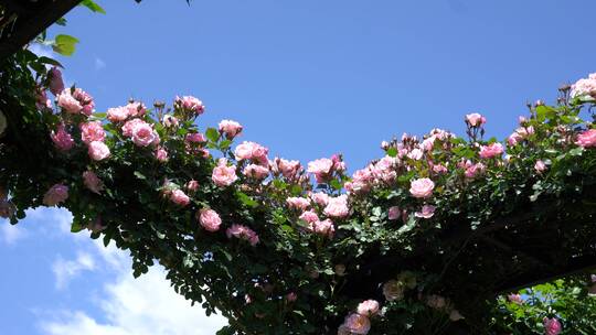 月季花玫瑰花花园公园植物园视频素材模板下载