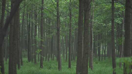 雨天绿色森林