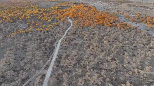 新疆南疆巴州沙雅139秘境公路胡杨林航拍