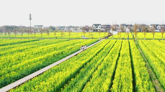 苏州林渡暖村油菜花基地航拍(右旋)