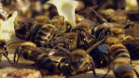 蜜蜂在蜂巢中的木框之间行走