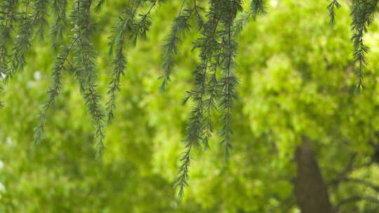 春天夏天万物复苏松树针叶林