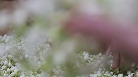 升格慢动作微距特写茉莉花与茉莉花茶制作