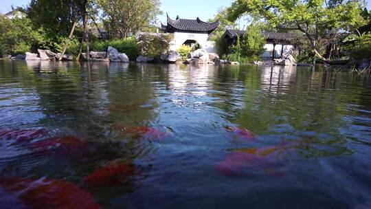 苏式古典园林 池塘里面有金鱼嬉戏