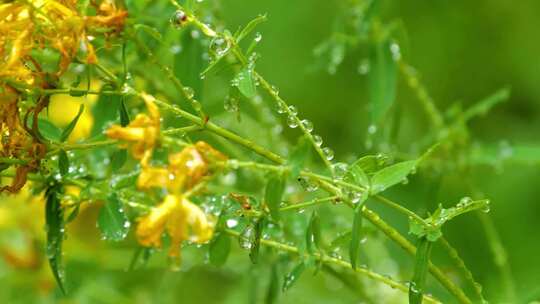 大自然绿色植被植物鲜花露珠水珠芦苇荡