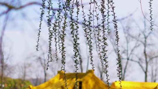 玄武湖 春天 发芽