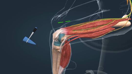 膝跳反射医学动画视频