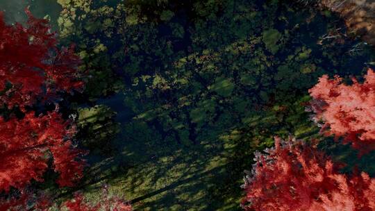 冬季水杉红色树叶游客湿地
