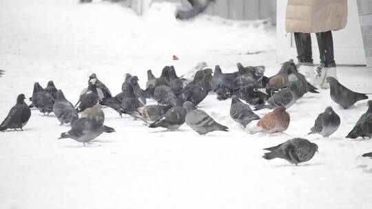 在雪地里喂食的鸽子