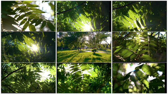 夏天阳光透过树叶空镜