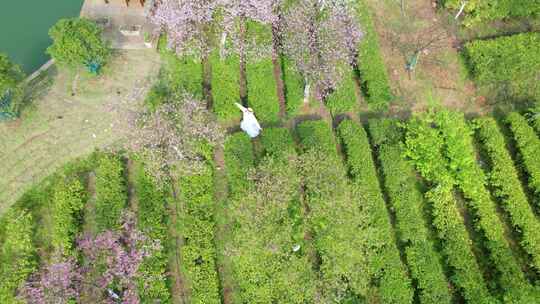 湖南省郴州市高椅岭樱花茶园4k航拍风光