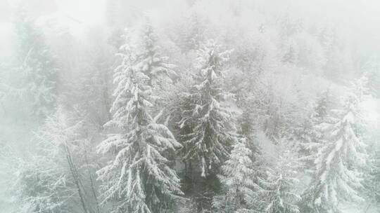 冬天被雪和雾覆盖的松树
