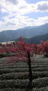 冬日大理无量山樱花谷茶园农业生态