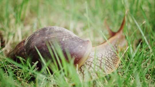 草地上爬行的蜗牛视频素材模板下载
