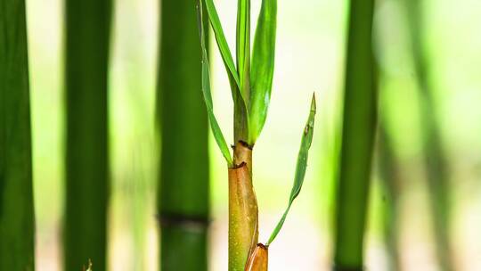 春天的竹林里竹笋生长延时视频