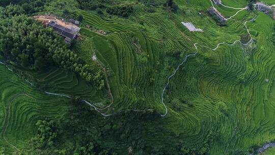 江西遂川梯田