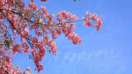 深圳公园盛开的异木棉花(相机)