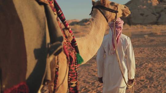 日落时沙漠骆驼的剪影