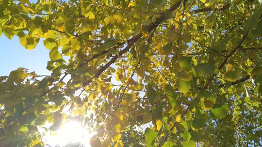 秋天里通透金黄唯美的阳光银杏树树叶