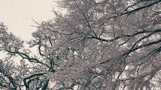 旋转仰拍被白雪落满的树枝