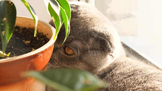 靠近绿色植物和阳光下的猫咪