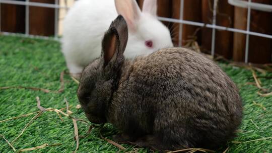 兔子兔年活兔子实拍2023生肖