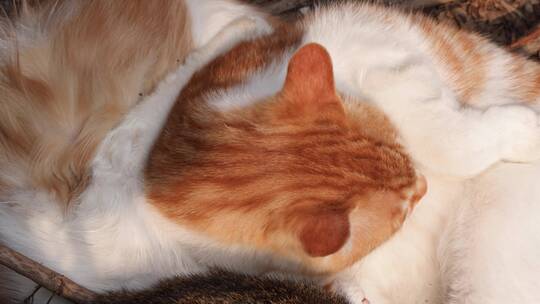猫温馨画面猫聚在一起休息舔毛