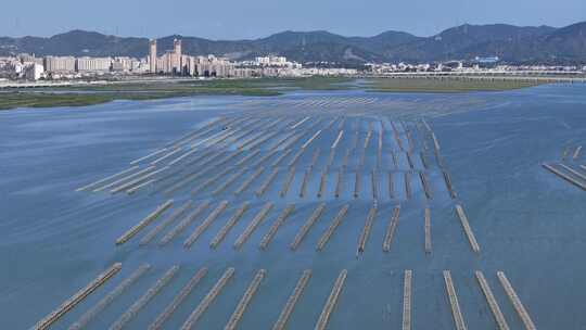 生蚝海上养殖场壮观景象