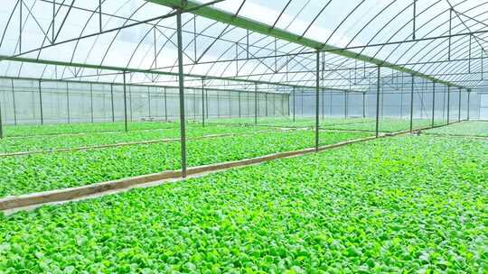 烤烟种植烤烟育苗4k