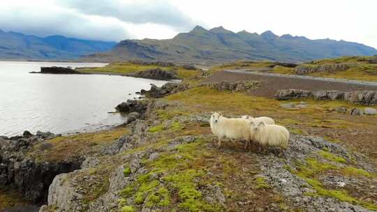 使用4K无人机，捕捉三只冰岛绵羊跟随无人