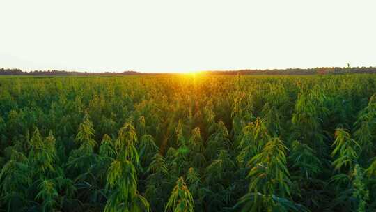 美丽日落时的一大片技术大麻农场慢速低空飞行Dron射击