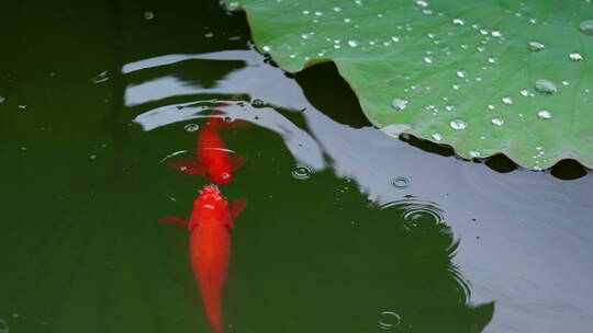 荷塘里红色的鱼